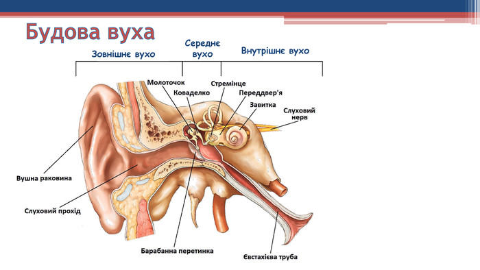 Будова вуха
